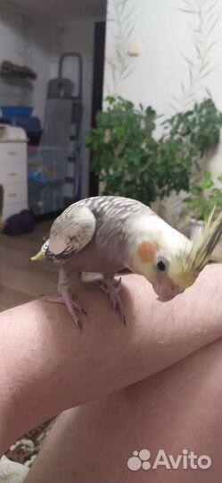 Ручные кореллы 3 мес
