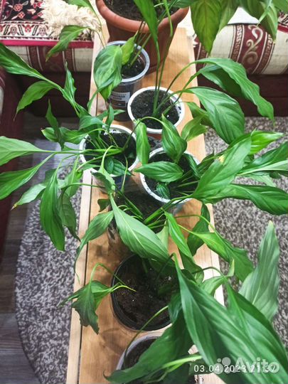 Спатифиллум