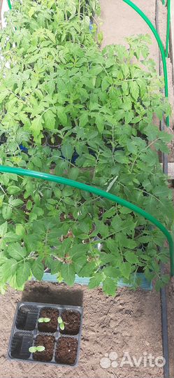 Рассада помидор