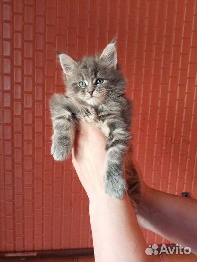 Котята Мейн-кун