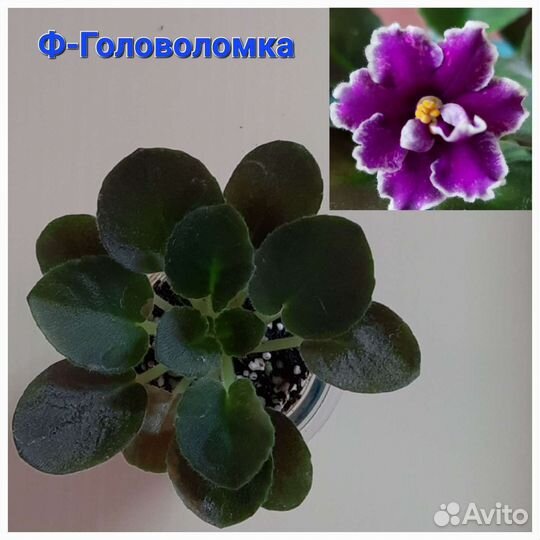 Фиалочная десятка