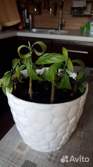 Пахистахис