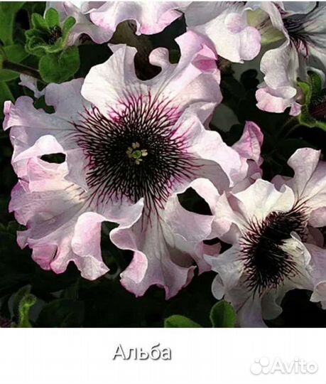 Семена петунии