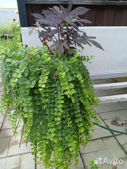 Вербейник монетчатый и ипомея