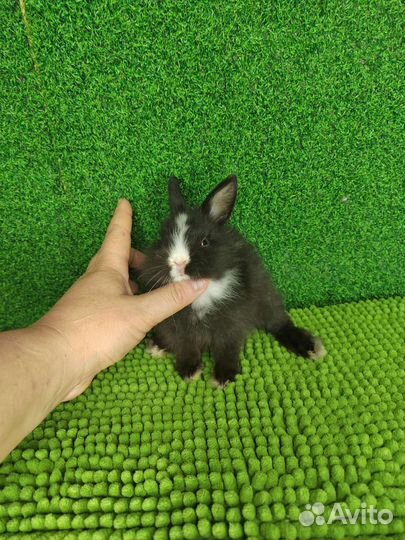 Кроли/Август-Сентябрь/Мини