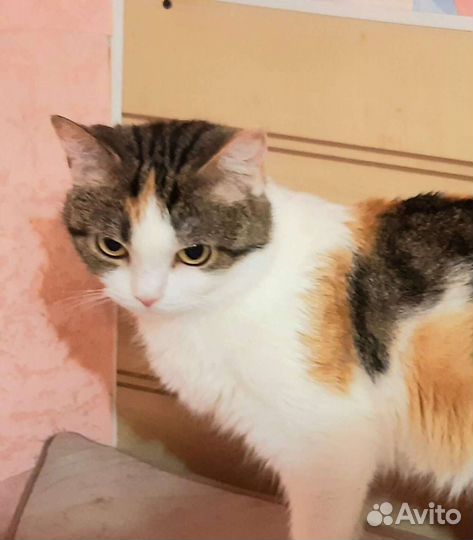 Нежный цветочек асия