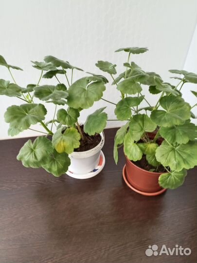 Герань пеларгония цветет белым цветом