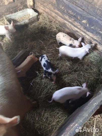 Домашние животные