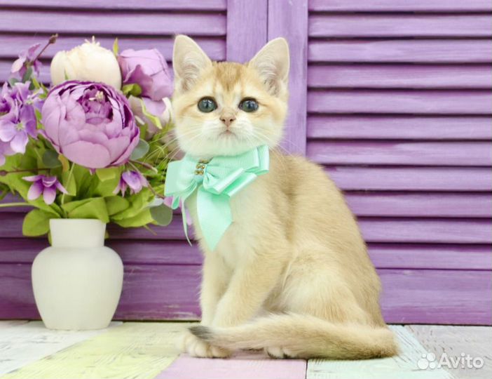 Котик золотая шиншилла ny12 с прививками