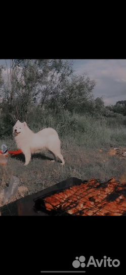 Самоедская лайка