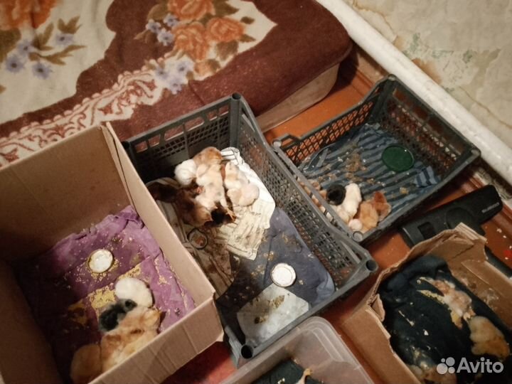 Инкубатор на124 яйца