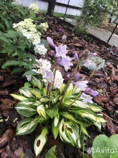 Хоста и бадан краснолистный