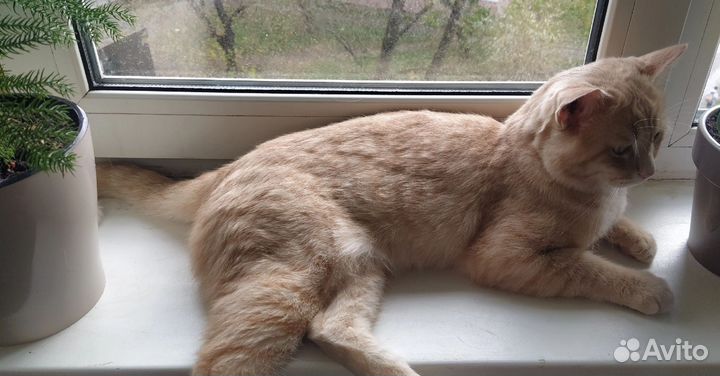 Котик 2-3 года