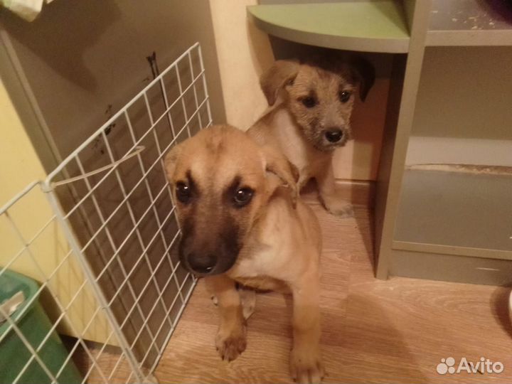 Щенок в добрые руки