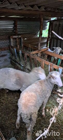 Овцы бараны