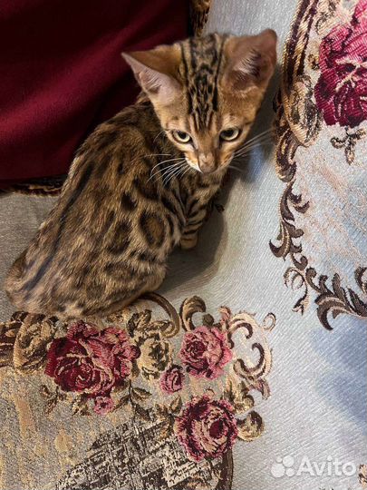 Бенгальские котята