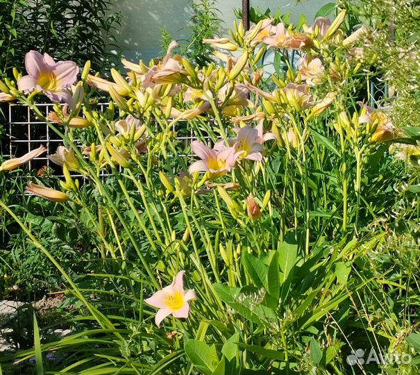 Ирис касатик, лилейник