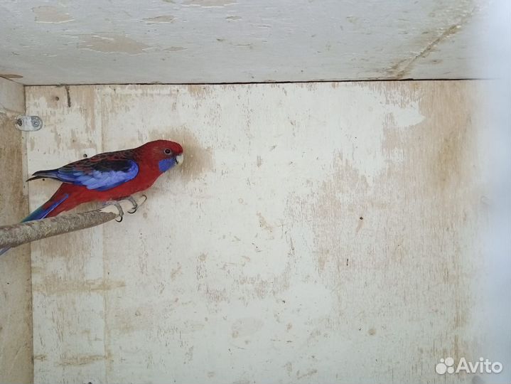 Попугай розелла