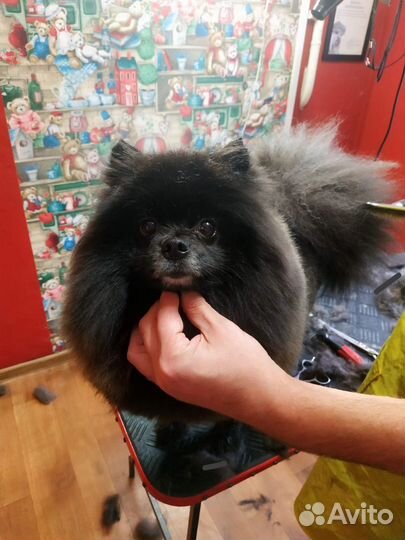 Курсы груминга