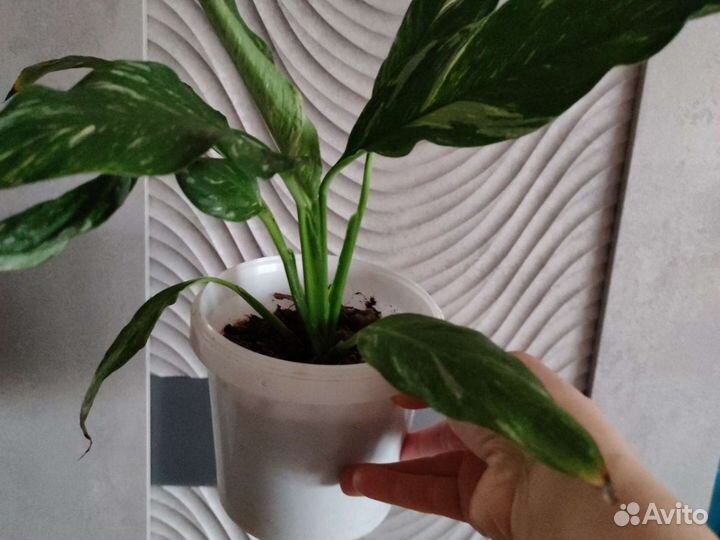 Спатифиллум вариегатный Диамонд