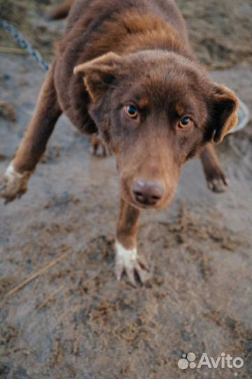 Собака в добрые руки