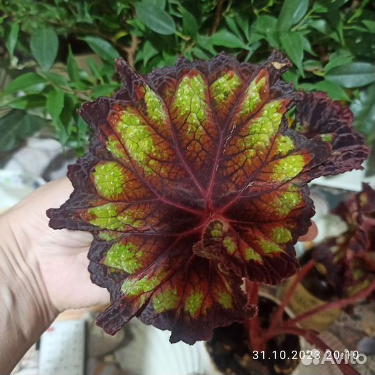 Бегония км-Фисташка в шоколаде