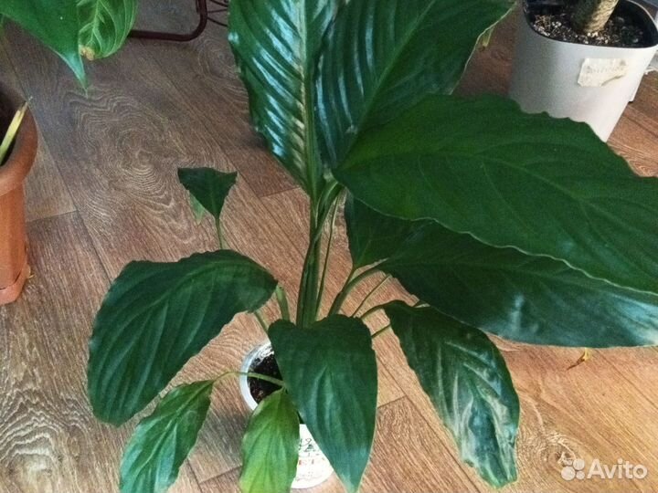 Спатифиллум