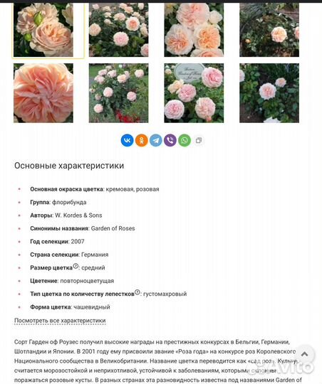 Роза Гарден оф розес