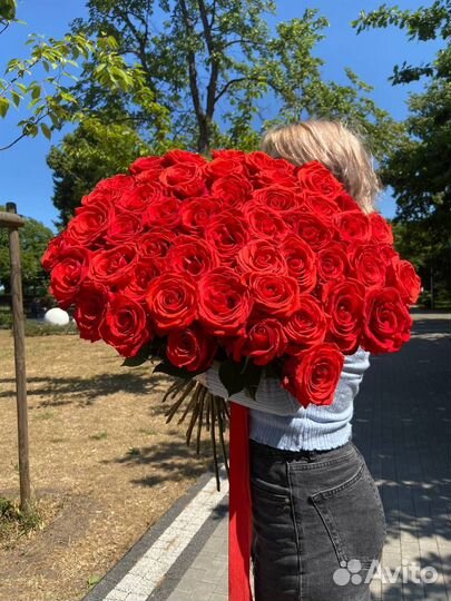 Алые розы 70 см Эквадор