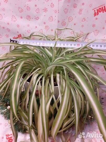 Хлорофитум