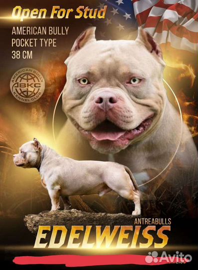 Американский булли вязка