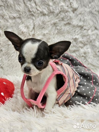 Щенки чихуахуа девочки