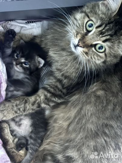 Котята в добрые руки бесплатно