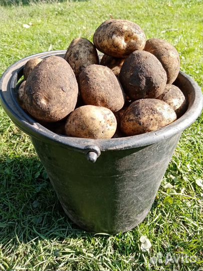 Картофель деревенский