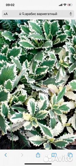 Пион Кора стаббс и другие растения для сада