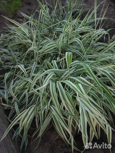 Цветы многолетники