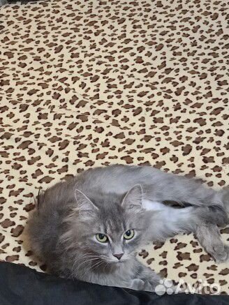 Домашние животные котята