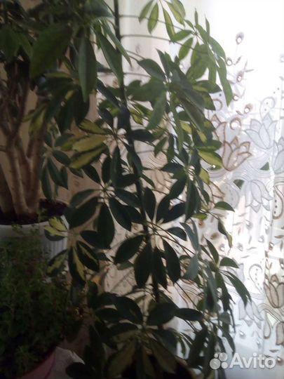 Комнатные цветы