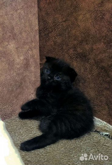 Вислоухие котята