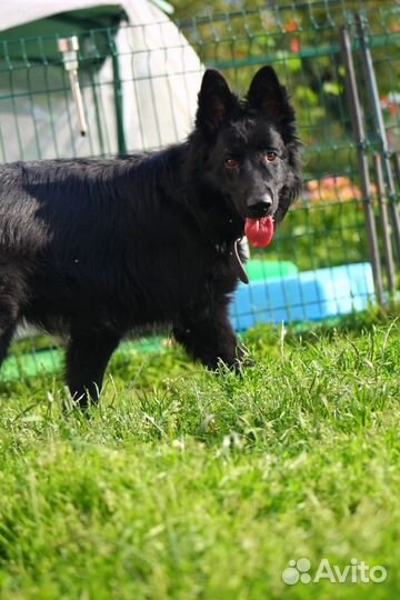 Черная немецкая овчарка