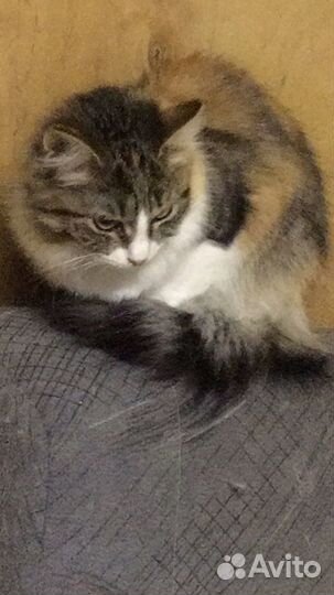 Кошечка Лисочка