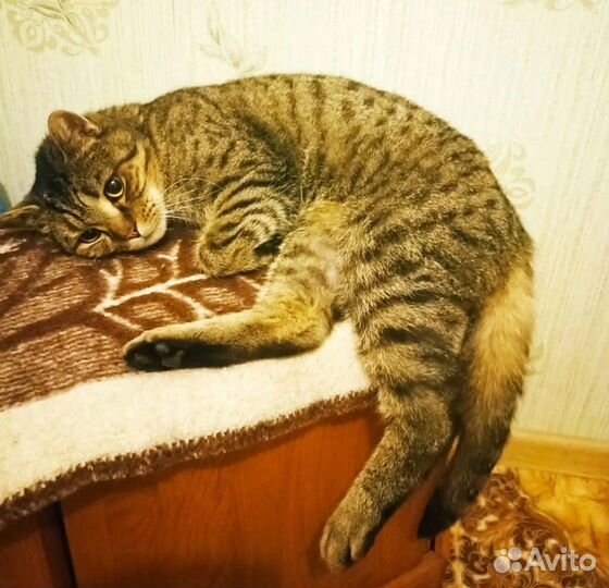 Кот Плюх