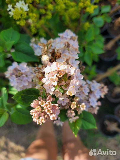 Сирень Красавица Москвы Примроуз Аукубафолия