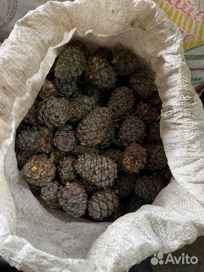 Кедровые орех и шишки