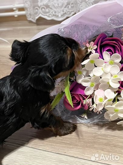 Йоркширский терьер