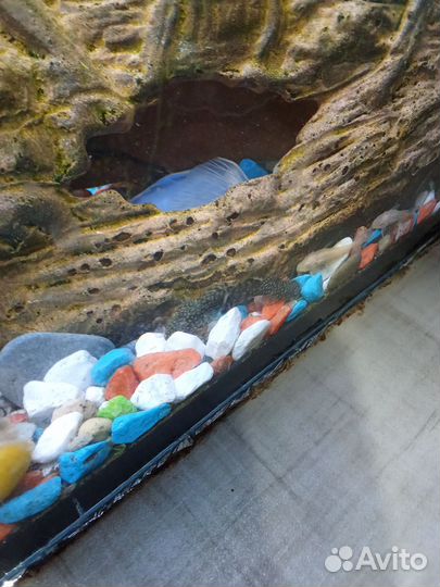 Аквариумные рыбки