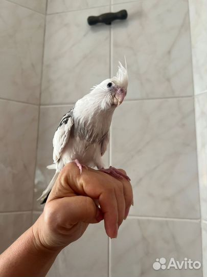 Корелла безщекая