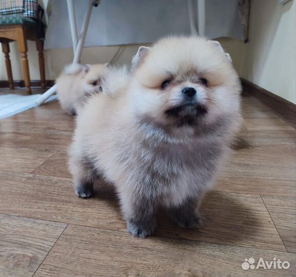 Щенки шпица