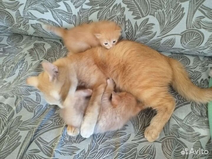 Котята в дар бесплатно