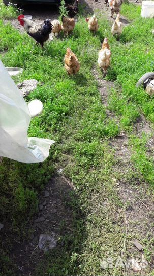 Яйцо куриное домашнее, деревенское